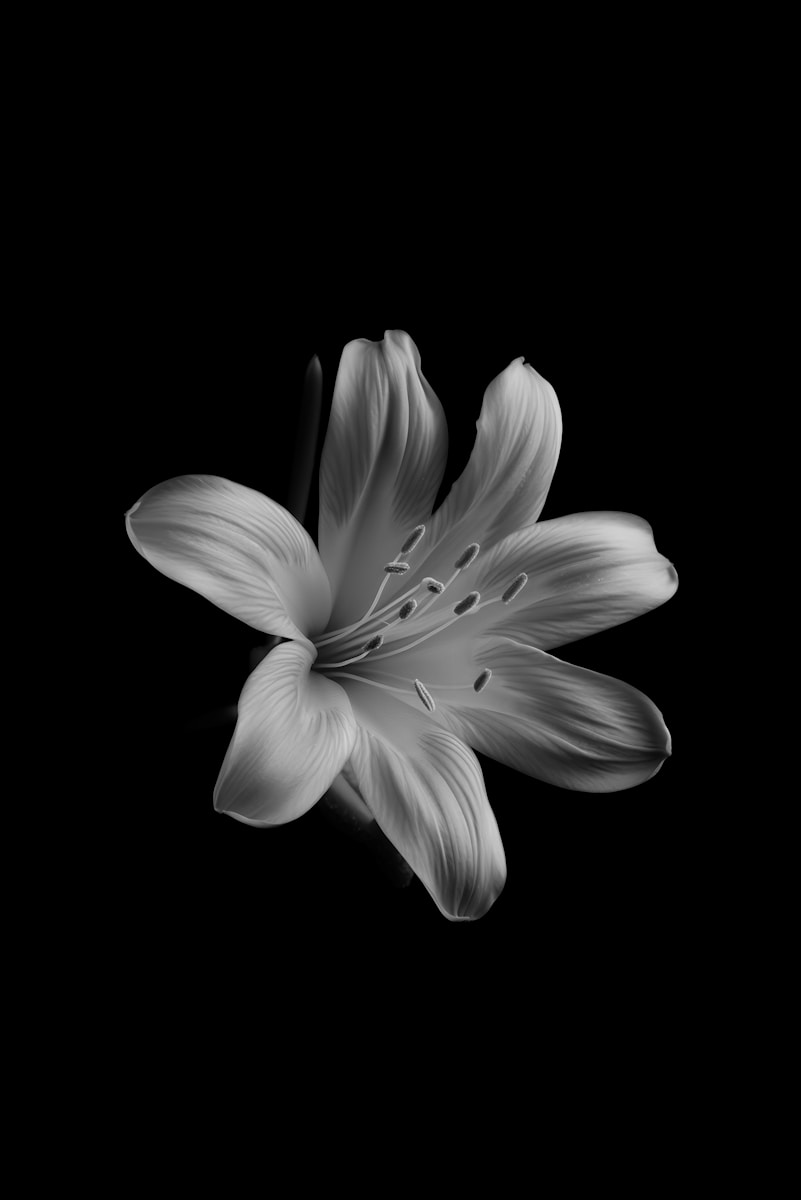 a black and white photo of a flower
